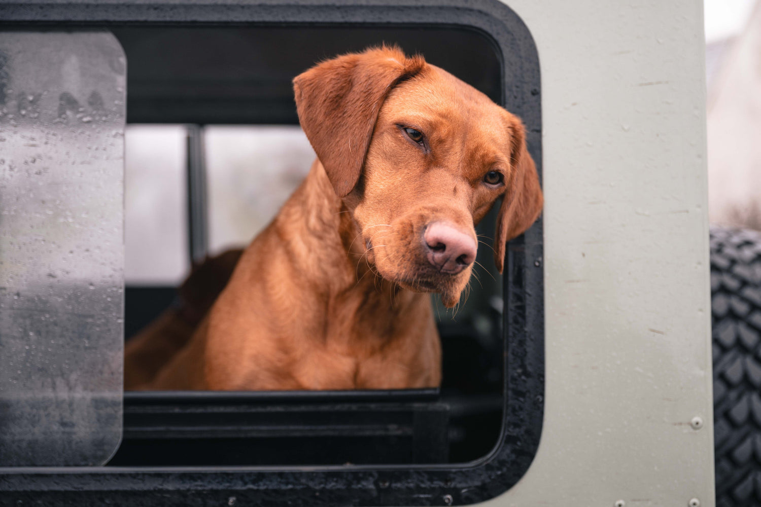 Red Labrador sitting in a 4 x 4 